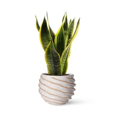 Sansevieria Trifasciata o Laurentii - Lengua de Suegra | Planta suculenta natural ideal para interior con altura 20-25 cm en maceta de 10ø | April Plants