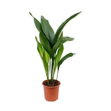Verdecora Aspidistra Eliator o Lurida | Fácil de cuidar y reistente | Planta verde natural de interior en maceta de Ø17cm (altura total aproximada 80cm)