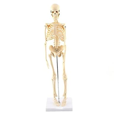 GAESHOW Modelo de Esqueleto Humano, Modelo anatómico, Herramienta de Enseñanza Anatómica con Base de PVC, Tapa de Cráneo Extraíble y Mandíbula Articulada, con Nervios, Médicos, Estudio de Estudiantes