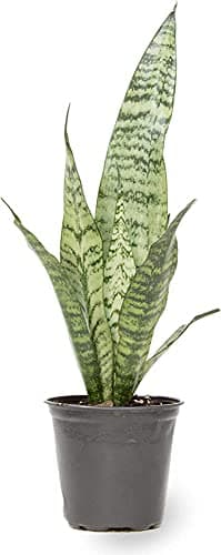 PLANTA NATURAL (LENGUA DE SUEGRA) SANSEVIERIA TRIFASCIATA BLACK CORAL MACETA 8.55CM PERFECTA PARA INTERIOR Depuradora del ambiente