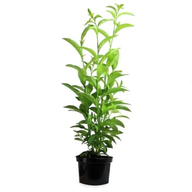 Verdecora Galán de Noche | Cestrum nocturnum | Planta de exterior en maceta 3L | Fragancia Nocturna Embriagadora | Flores Blancas y Perfumadas