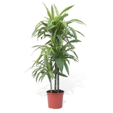 Verdecora Dracena Lemon Lime | Dracena limon | Planta natural de interior (altura total aproximada 75-80cm)