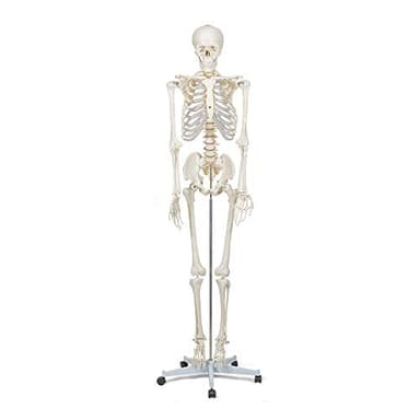 Elementary Anatomy - Modelo Anatómico Humano - Buddy, Modelo de Esqueleto Humano de tamaño natural (175 cm) - Incluye dos Pósters Didácticos de la Anatomía Humana, para Enseñanza Escolar - Halloween