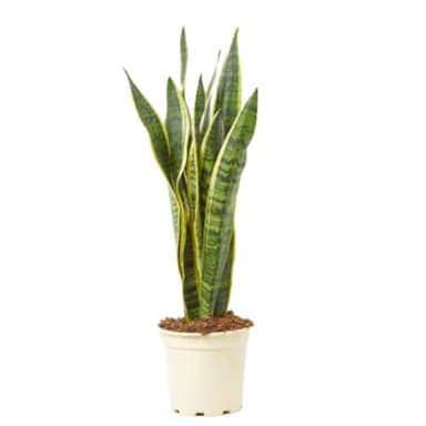 Verdecora Sansevieria | Planta natural de interior en maceta de 3L | Lengua de Tigre - Lengua de Suegra | Planta purificadora del aire