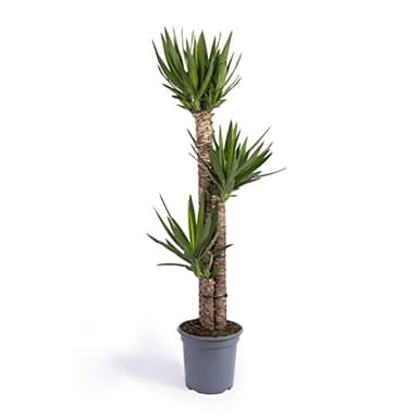 Cool Green - Decoracion hogar - Yuca Grande - Plantas naturales interior