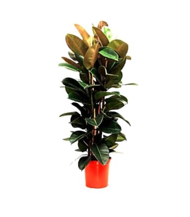 Planta natural Ficus Robusta, 120 cm. Ficus elastica, Ficus de hoja ancha. Planta de interior resistente, con hojas grandes y brillantes, fácil de cuidar. Segura Garden.