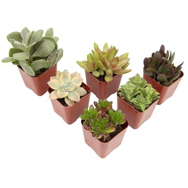 Plantas suculentas (paquete de 20) totalmente raídas en macetas con tierra | Suculentas en maceta real/decoración de cactus interior única por Plants for Pets (juego de 5)