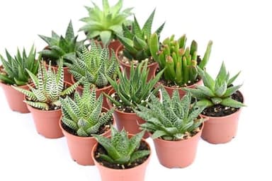 Plantas Suculentas Naturales Tipo Haworthia y Aloe Pack de Plantas Crasas para Exterior e Interior (5)