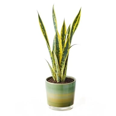 Planta Sansevieria Natural o Lengua de Suegra de Interior o Exterior en Maceta Ø12 cm para Hogar Oficina o Regalo