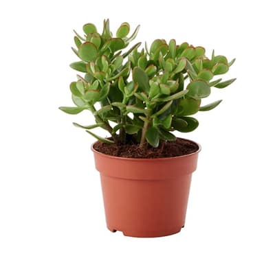 Portal Cool Miniatura Crassula ovata Mínimos árbol del Dinero Jade Planta enana suculento de Planta de Interior