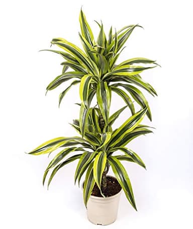 Dracaena Lemon Lime - 2 troncos - Altura total aprox. 80cm. - Planta viva - (envíos sólo a península)