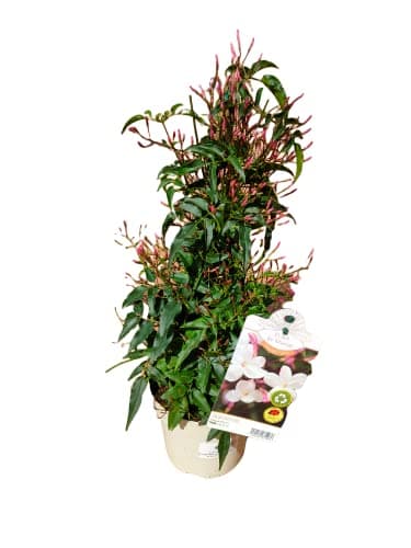 Verdecora Jazmín Chino | Planta natural de exterior con flor | Planta Perenne Trepadora Perfumada | Gran cantidad de flores con intenso aroma (Maceta 3L)
