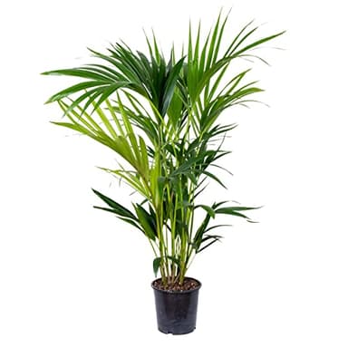 Howea Forsteriana - Palma Kentia - Plantas Naturales Interior - Purificador de Aire - ⌀19 cm - 90-100 cm