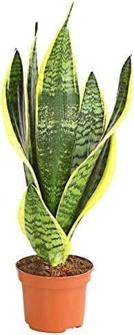 Espada de san jorge: La planta todoterreno para tu hogar. Resiste la falta de luz y se adapta a cualquier ambiente Planta Natural de Fácil de Mantener en maceta de 8,5cm