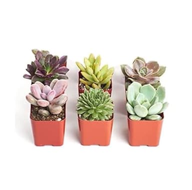 Mix de Seis Plantas Mini Suculentas Naturales de Fácil Cuidado