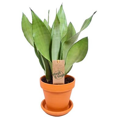 GardenersDream Planta Serpiente Sansevieria Moonshine para hogar u Oficina (30-40cm con Maceta)