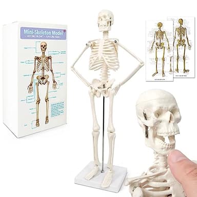 Modelo de esqueleto humano mini para anatomía, 45 cm de cuerpo entero, modelo de esqueleto humano y brazos y piernas móviles a base de plástico para enseñanza médica, aprendizaje, educación,