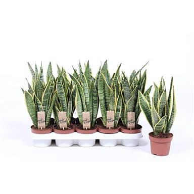 Sansevieria trifasciata Laurentii 40 cm Cáñamo Arco Planta de interior
