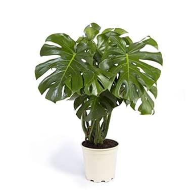 Cool Green - Plantas naturales interior - Monstera - Mediana