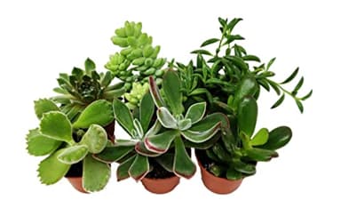 Surtido de 6 Suculentas Mini Plantas Naturales de Interior o Exterior
