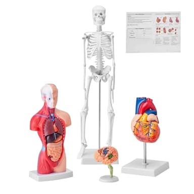 VEVOR Juego de Modelos Anatómicos Humanos 4 piezas, Cerebro, Corazón, Torso y Esqueleto, Tamaño Natural, Modelo de Enseñanza de PVC, Piezas Desmontables para Formación Médica, Escuela, Hospital