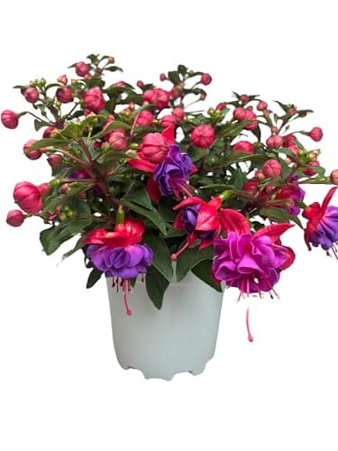 Fuchsia Planta Natural de Exterior conocida como Pendientes de la Reina - Maceta de 15 cm