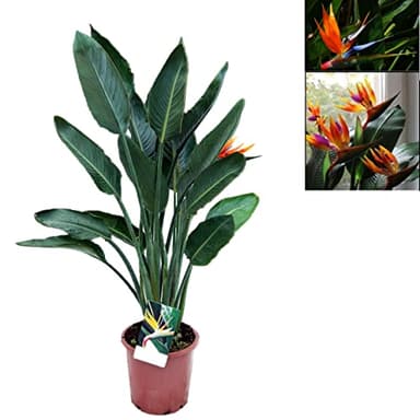 Strelitzia Reginae (Ave del paraiso) Planta de Interior y Exterior Natural de 80 cm Altura - Planta Natural - Planta Viva
