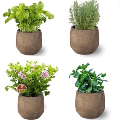 Pack de 4 Plantas Aromáticas : Planta Lavanda + Planta Albahaca + Planta Menta + Planta Citronela Antimosquitos de Interior y Exterior en Maceta Ø10 cm - Hierbas para Huerto urbano y Jardín