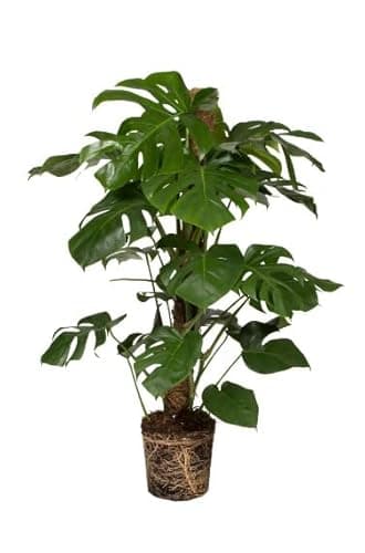 Monstera Deliciosa | DECOALIVE | Costilla de Adán | Planta Interior Grande | Planta Natural