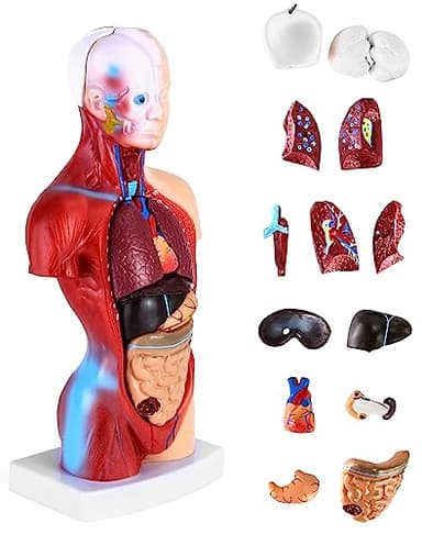 QWORK® Modelo anatómico humano de 15 piezas - Cráneo, cerebro, torso y órganos internos - para estudiantes de medicina, médicos y profesores - 28 cm