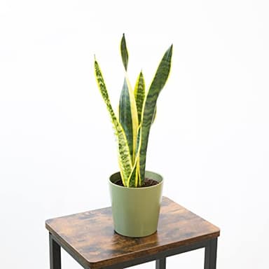 Planta Sansevieria Natural o Lengua de Suegra Altura aprox 35-40 cm - Maceta Ø14 cm - Planta de 6 hojas para interior o exterior