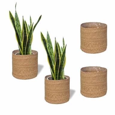 Pack de 2 Plantas Sansevieria Natural (Lengua de Suegra) - Interior o Exterior en Maceta Ø12 cm - Incluye 2 Maceteros Semirígido