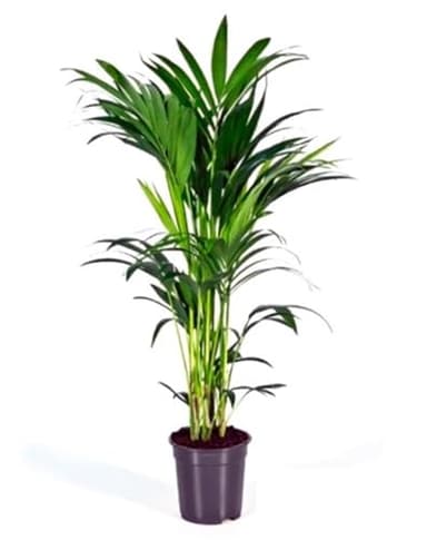 Planta natural Elegante Palmera Kentia. 100-110 cm. Segura Garden. Las palmeras Kentia son espectaculares y mejoran la calidad del aire, creando un ambiente fresco y relajante en el hogar.
