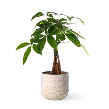 Pachira Aquatica o Árbol del dinero | Planta natural ideal para interior con altura de 40-50 cm en maceta de 12ø | April Plants