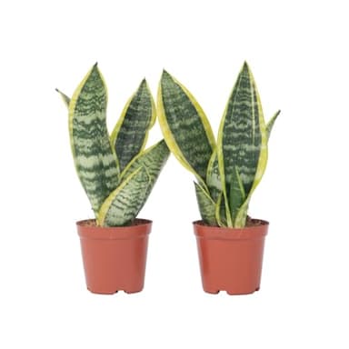 Plant in a Box - Sansevieria trifasciata 'Futura Superba' - Set de 2 - Maceta 12cm - Altura 35-40cm