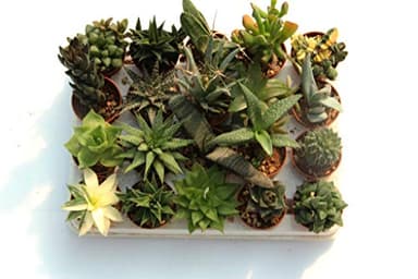 20 suculentas naturales, raras y coleccionables, sin espinas, una diferente de la otra, 5,5 cm. Producción de Viggiano Cactus