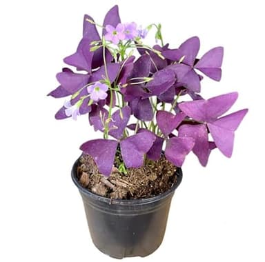 Trébol Morado Planta de Interior Natural Perfecta para Atraer a la Buena Suerte