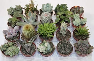 PCMOVILES 10 CACTUS NATURALES DIFERENTES EN MACETA DE 5CM