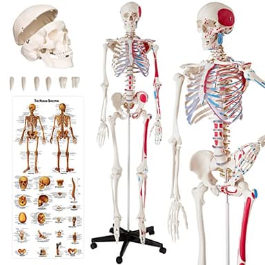tectake® Modelo Anatómico Esqueleto Humano Tamaño Real, Cuerpo Humano, Fines Didácticos, Incluye Póster, Cráneo con Apertura Fácil, Extremidades Desmontables, Articulaciones Móviles, Alta Calidad