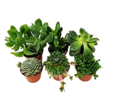 Surtido de 6 Mini Suculentas Plantas Crasas Naturales de Interior o Exterior
