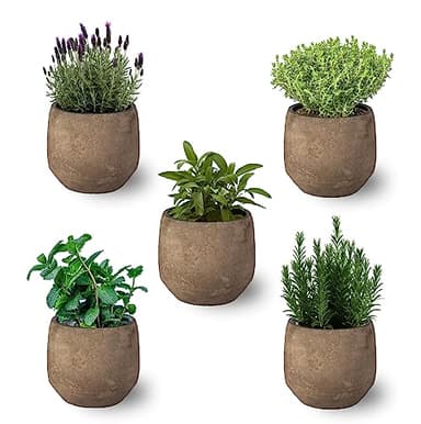 SMPLY - Pack de 5 Plantas Aromáticas naturales : Lavanda + Romero + Tomillo + Salvia + Menta - ideal para regalar - Interior y Exterior (Maceta de cerámica no incluida)