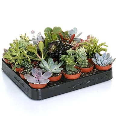 Variedad de Suculentas - 20 Plantas - Casa/Oficina Planta Viva de Interior - Obsequio Ideal
