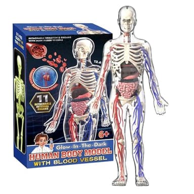 Conjunto de Bricolaje de anatomía del Esqueleto noctilucente de órgano Humano Anatomía | Modelo de Cuerpo Humano para órganos de niños, Modelo de anatomía Humana extraíble órgano Realista ? Skeleton