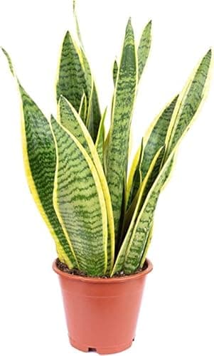 Sansevieria Trifasciata Natural Planta de Interior muy Resistente