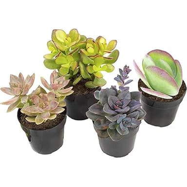 Cuatro Plantas Suculentas Naturales de Tamaño Pequeño Fáciles de Mantener