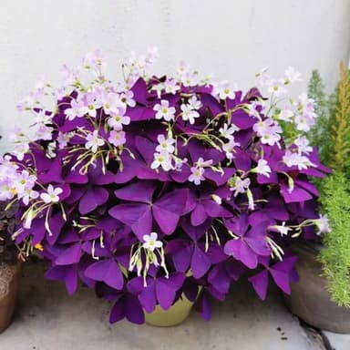 12 unidades de plantas oxalis triangularis - plantas resistentes al invierno para sol abrasador, plantas en maceta para exteriores (Oxalis corniculatata) plantas de maceta, balcones, cubiertas de