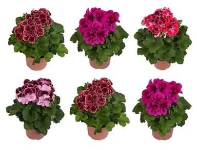 Seis Unidades de Pelargonium - Geranios Naturales - Plantas de Exterior