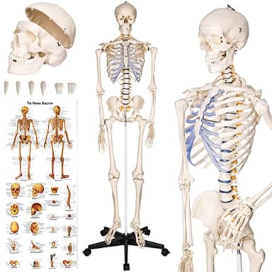 tectake® Esqueleto Humano Modelo Anatómico Tamaño Real, Cuerpo Humano, Fines Didácticos, Incluye Póster, Cráneo con Apertura Fácil, Extremidades Desmontables, Articulaciones Móviles, Alta Calidad