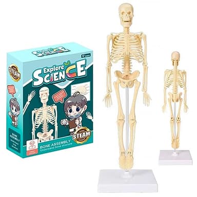 35 cm Modelo Esqueleto Humano, Cubo Modelo Esqueleto Humano, Torso Desmontable, Anatomía Esqueleto Humano, Modelo para Enseñanza Médica, Educación, Aprendizaje, Exhibición, Regalo