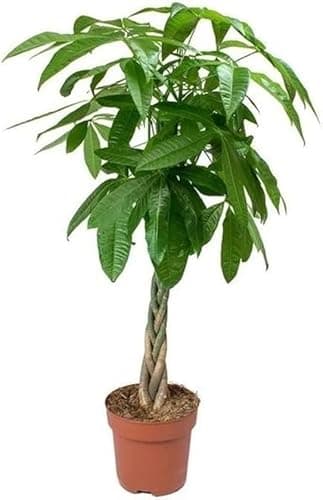 Pachira Aquática Natural Planta Ornamental de Interior de Tamaño Grande - Altura 100cm